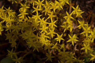 Küçük sarı çiçekler.