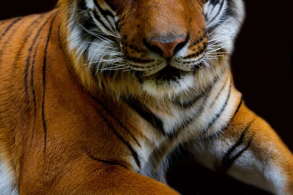 Tigre de Bengala de cerca — Foto de Stock