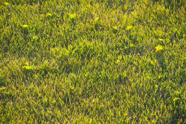 Groene grasachtergrond — Stockfoto