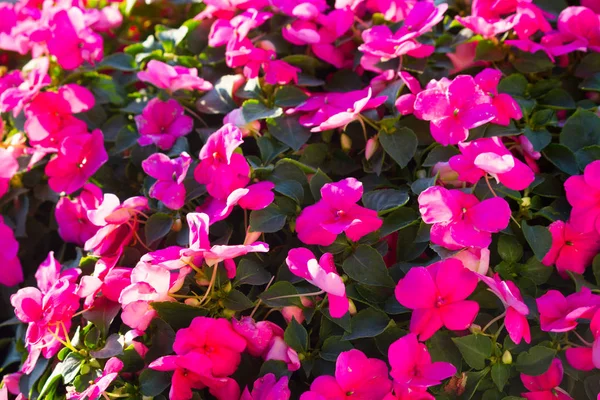 Flores rosadas en la calle —  Fotos de Stock