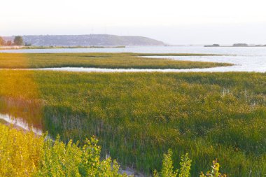 Bitkilerin bir sürü peyzaj nehir