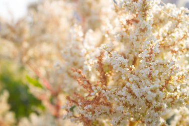 Pastel renkli çiçekler