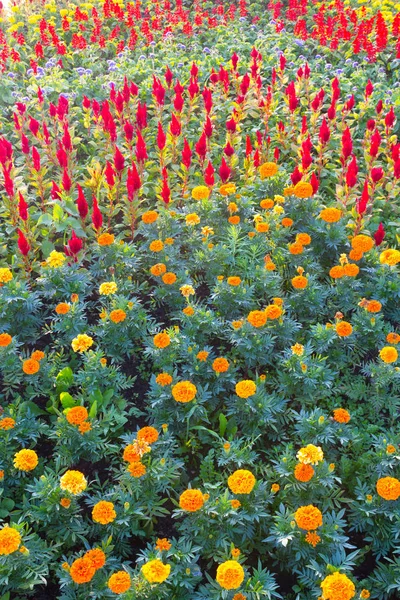 Flores amarillas en el parque —  Fotos de Stock