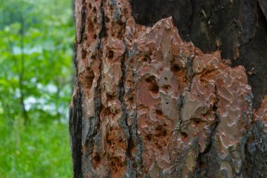 Termitler tarafından yenen ağaç