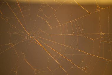 deffocused örümcek ağı