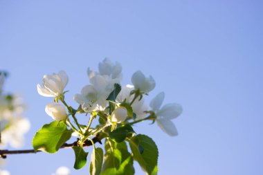 Baharda beyaz çiçekler