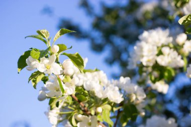Baharda beyaz çiçekler