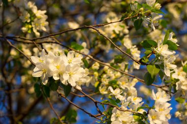 Baharda beyaz çiçekler