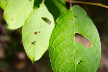 Bazı böcekler tarafından yenen yapraklar