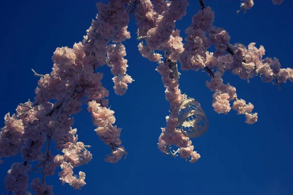 Rama de árbol con flores rosadas — Foto de Stock