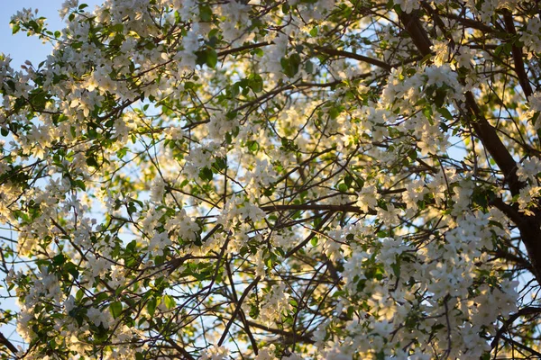 Flores blancas en primavera —  Fotos de Stock