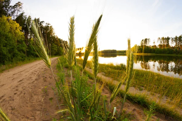 Brotohren auf dem Feld — Stockfoto