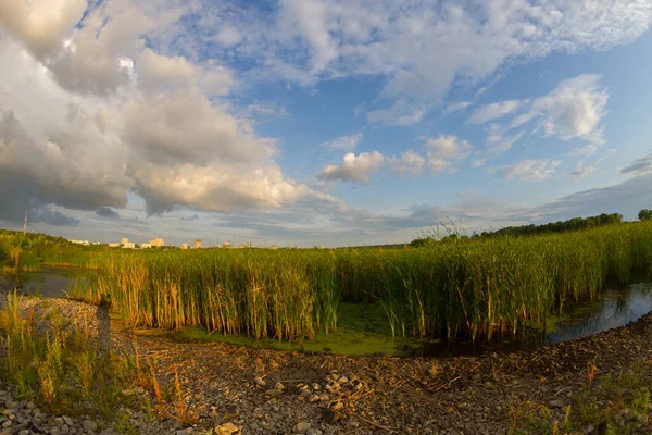 Schilf am See — Stockfoto