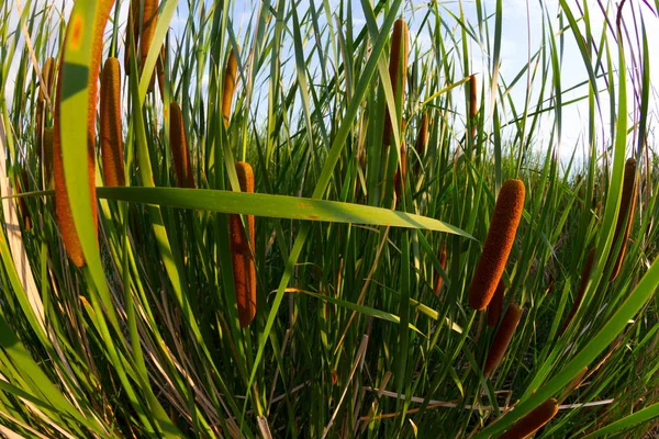 Reeds on the lake — Stock Photo, Image