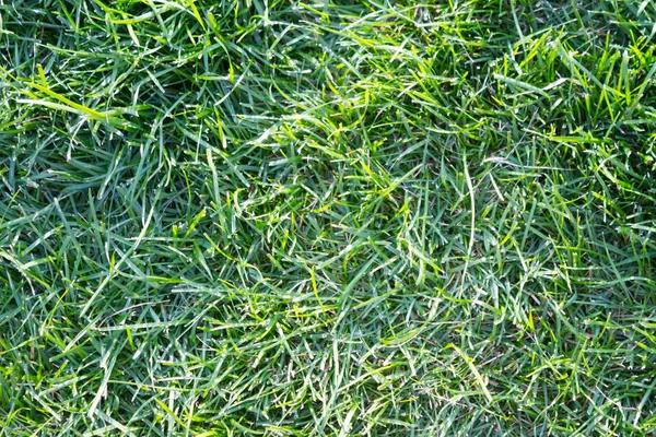 Shot van groen gras textuur. — Stockfoto