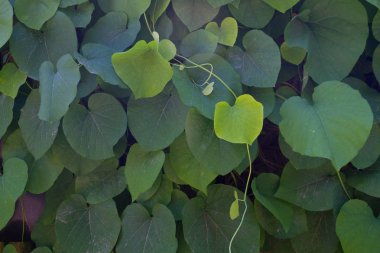 Yeşil sarmaşık arka plan