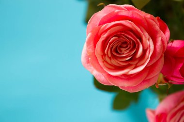 Doğal ışıkta pembe güller