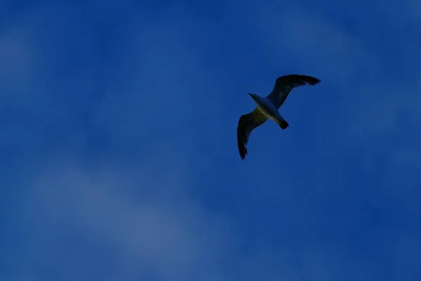 Möwe fliegt in den Himmel — Stockfoto