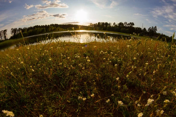 See im Wald — Stockfoto