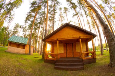 Çam ağacı ormanda ahşap ev