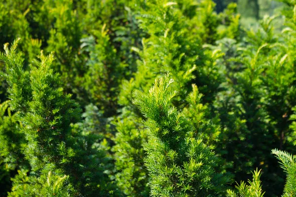 Árvores de Natal verdes — Fotografia de Stock