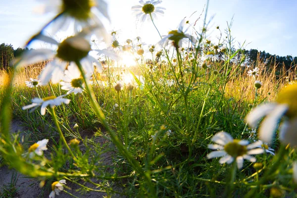 Gebied van camomiles op Sunny Day — Stockfoto