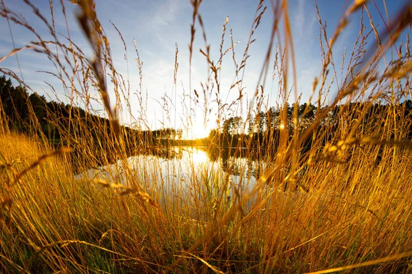 Brotohren auf dem Feld — Stockfoto