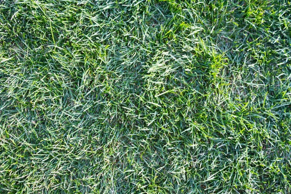 Záběr zelené travnaté textury. — Stock fotografie