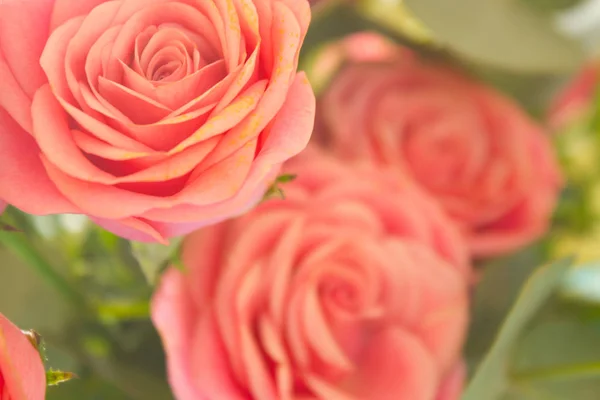 Koraal roos bloem — Stockfoto