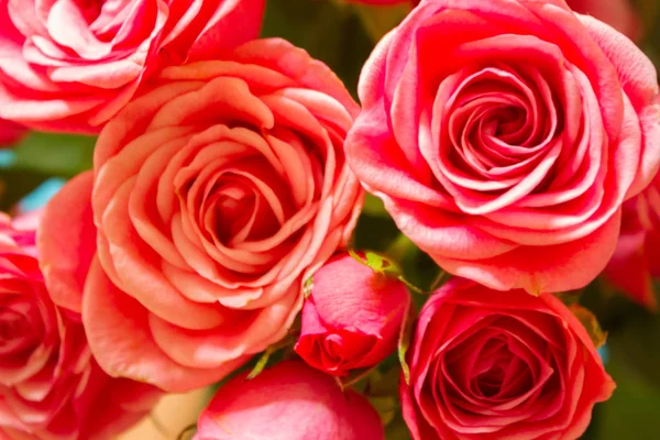Koraal roos bloem — Stockfoto