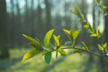 Ağaçtaki yeşil yapraklar