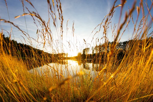 Brotohren auf dem Feld — Stockfoto