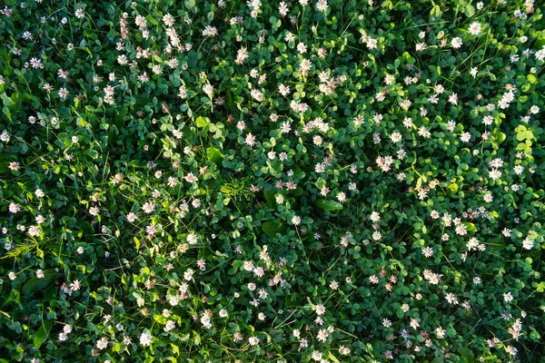 Campo de trevos brancos — Fotografia de Stock