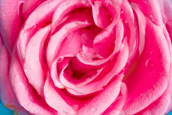 Rosa rosa con pocas gotas de agua . —  Fotos de Stock