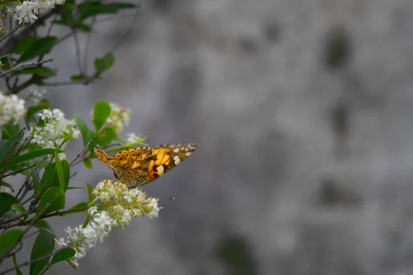 Butterfly on tree branch — Stock Photo, Image