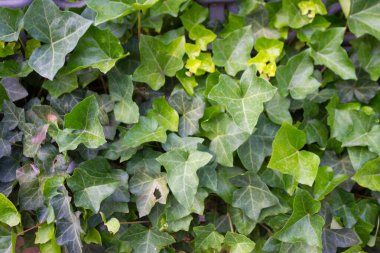 Sahnede yeşil yapraklar