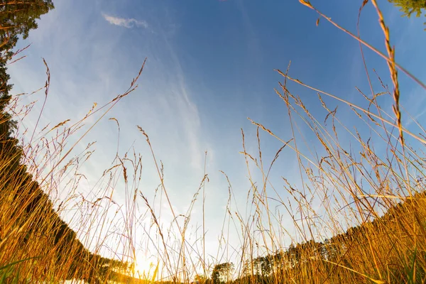 Goldene Ohren am See — Stockfoto