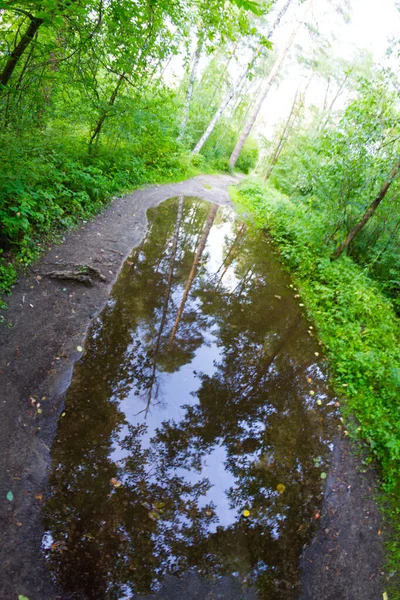 Dirty road in forest