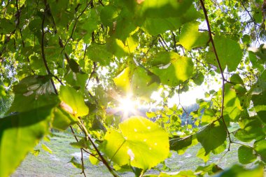 Yeni yaprak ve sun ray