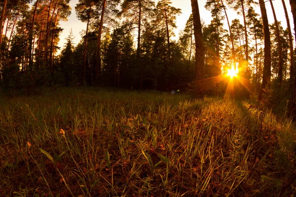 Floresta de pinheiro com sol — Fotografia de Stock