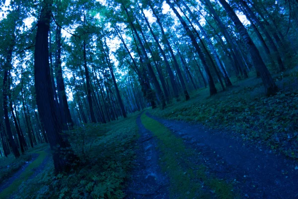 Crepúsculo na floresta, paisagem noturna mística — Fotografia de Stock