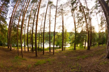 Güneşli çam ormanı