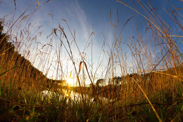 Goldene Ohren am See — Stockfoto