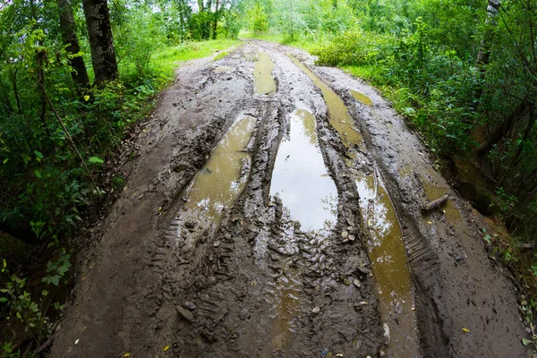 Dirty road in forest