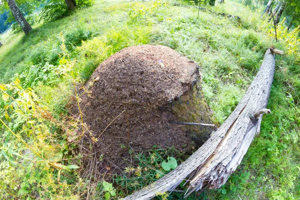 Velké mraveniště v lese. — Stock fotografie