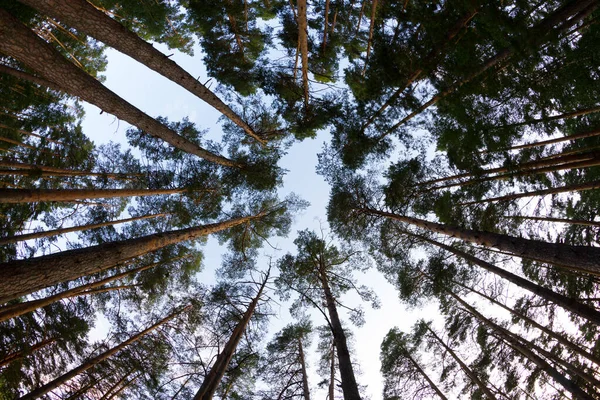 Altos pinos contra el cielo azul — Foto de Stock
