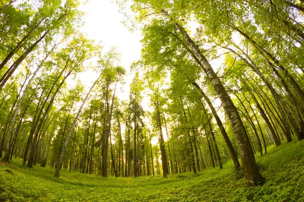 Hermoso bosque verde — Foto de Stock