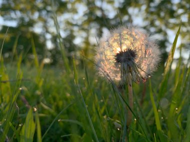 Karahindiba tarlada. Yeşil çimen