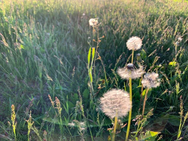 Кульбаби Полі Зелена Трава — стокове фото