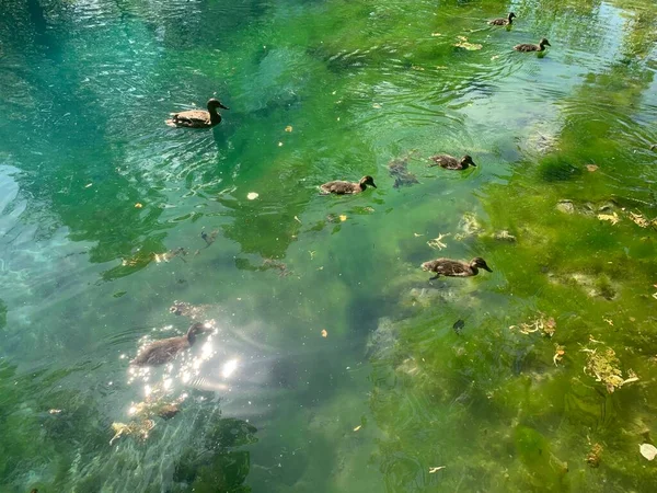 Patos Lago Agua Color Verde —  Fotos de Stock